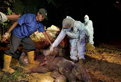 Gajah Sumatera Mati di Areal Konsesi Perusahaan di Talang Muandau